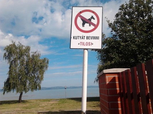 Egyre szigorúbb a kutyákra vonatkozó jogi szabályozás Fotó: rottweilerclub.network.hu