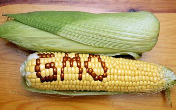 gmo_corn_ear