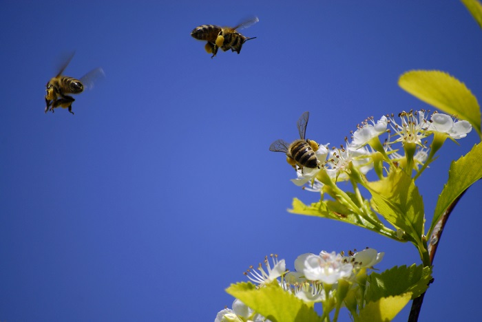 Several Honey Bees Flying Around Flowers