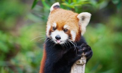 vörös panda